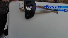 キスの釣果