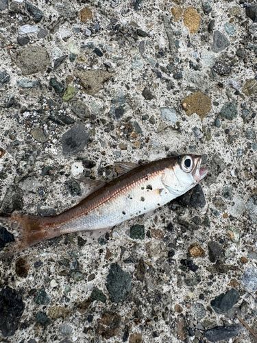 アカムツの釣果