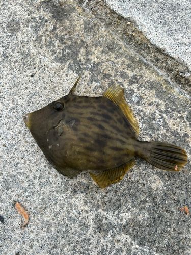 カワハギの釣果