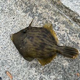 カワハギ