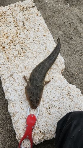 マゴチの釣果