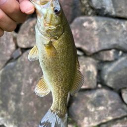 スモールマウスバス