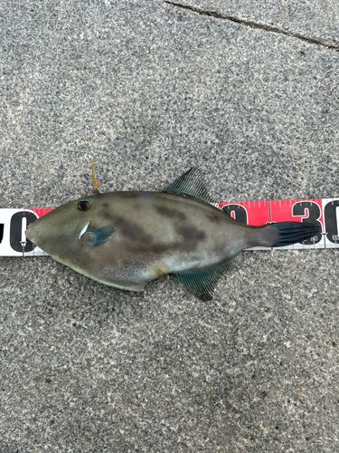 ウマヅラハギの釣果