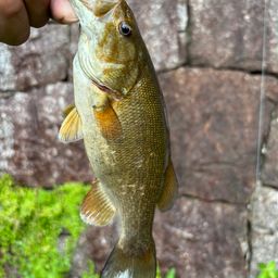 スモールマウスバス