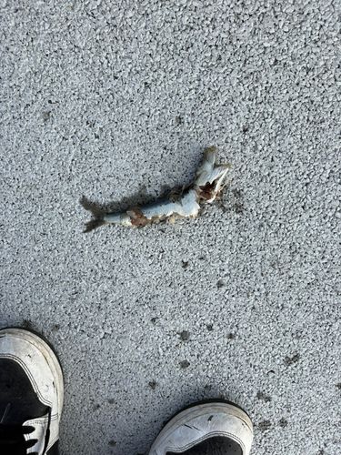 釣果