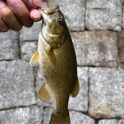 スモールマウスバス