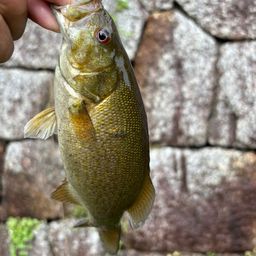 スモールマウスバス