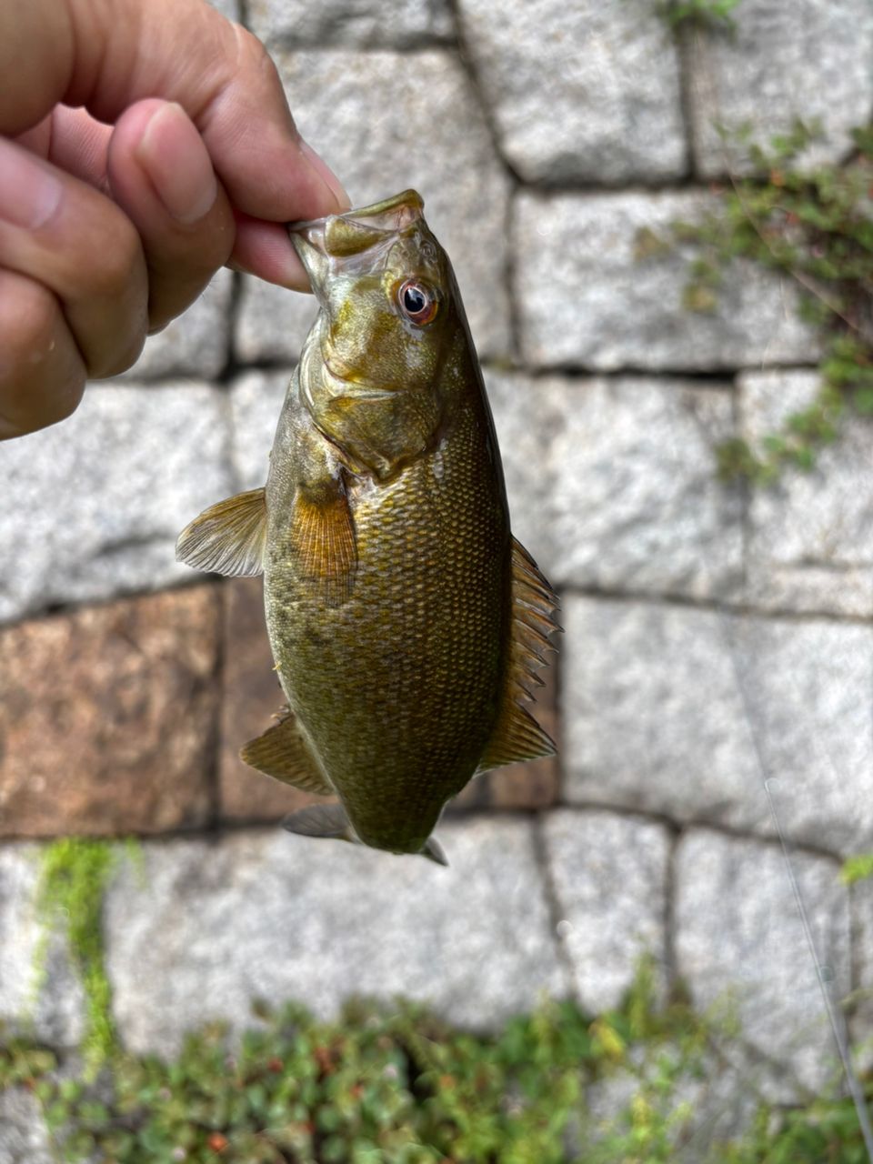 スモールマウスバス