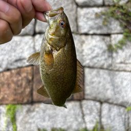 スモールマウスバス