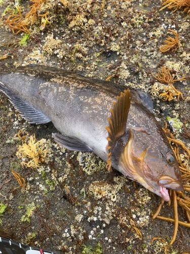 アイナメの釣果