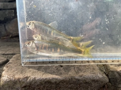 オイカワの釣果