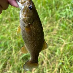 スモールマウスバス