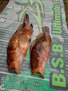 キジハタの釣果