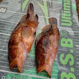 キジハタ