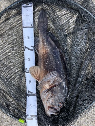 クロソイの釣果