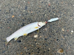 アメマスの釣果