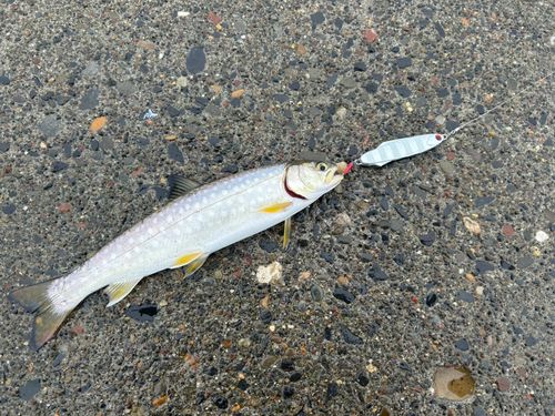 アメマスの釣果