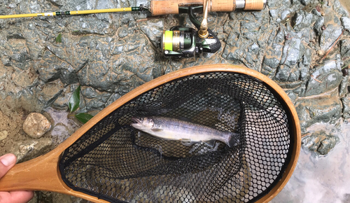 イワナの釣果