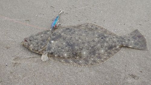 ソゲの釣果