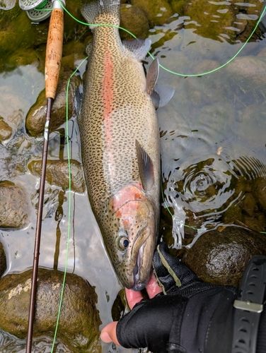 ニジマスの釣果