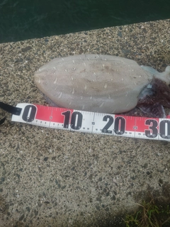 モンゴウイカの釣果