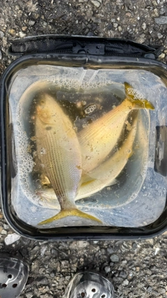 コノシロの釣果