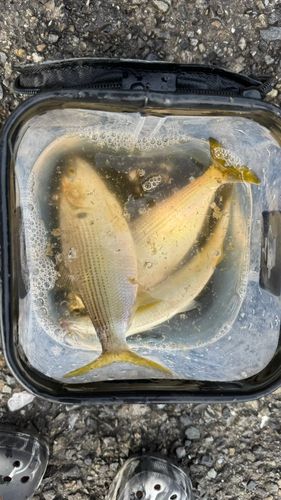 コノシロの釣果