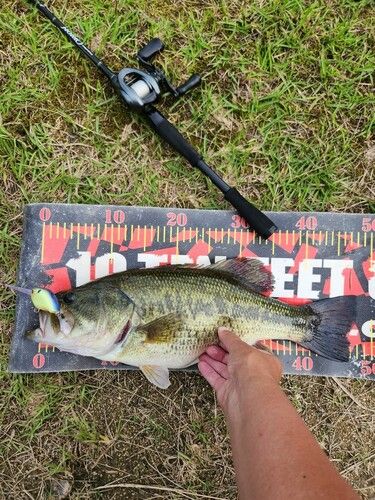 ブラックバスの釣果
