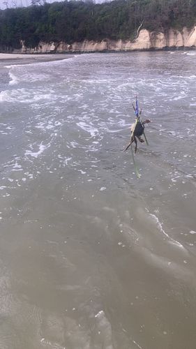 カニの釣果