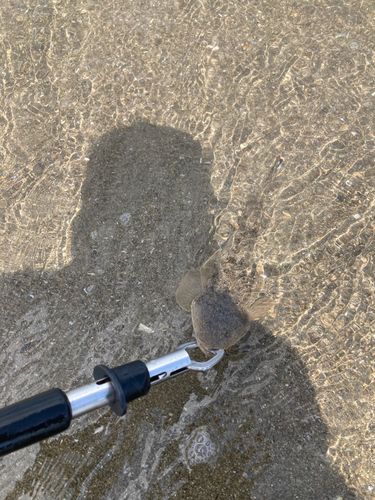 マゴチの釣果