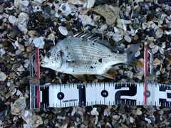 キビレの釣果