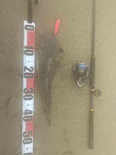 マゴチの釣果