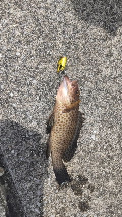 オオモンハタの釣果