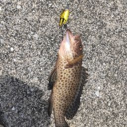オオモンハタ