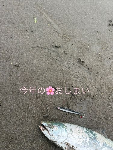 サクラマスの釣果