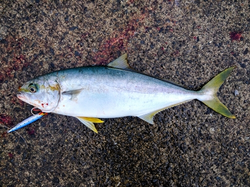 太平洋で釣れたヒラマサの釣り・釣果情報 - アングラーズ | 釣果