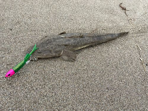 マゴチの釣果