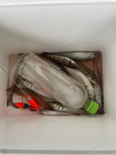 キスの釣果