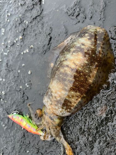 アオリイカの釣果