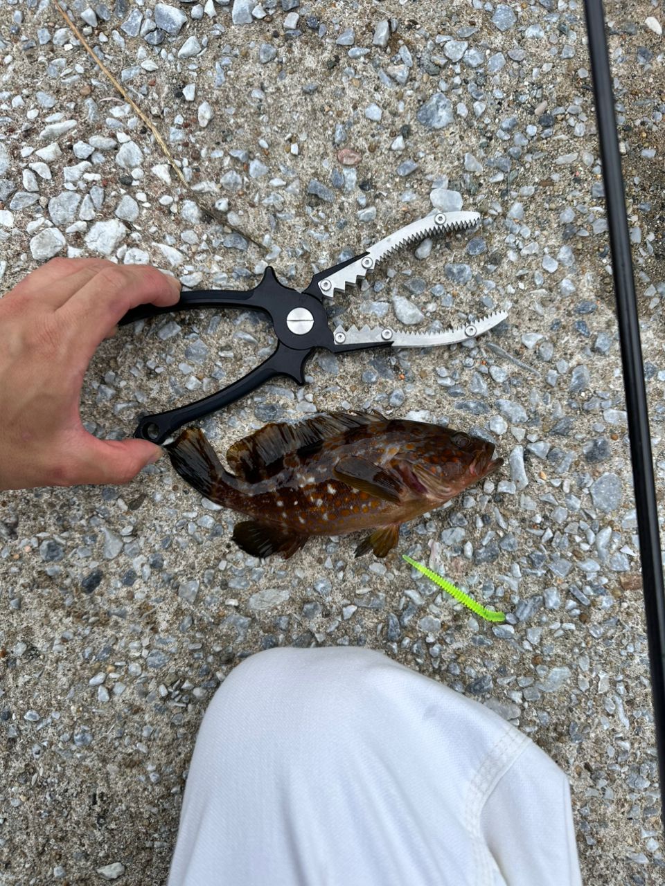 タケノコメバル