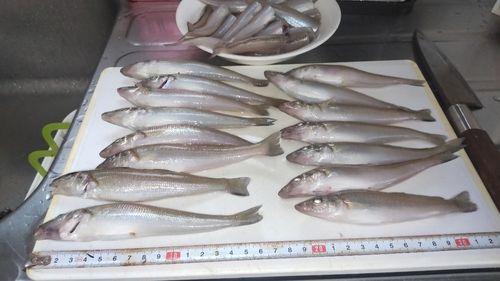 キスの釣果