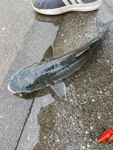 ボラの釣果