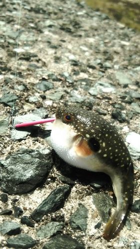クサフグの釣果