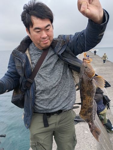 アブラコの釣果