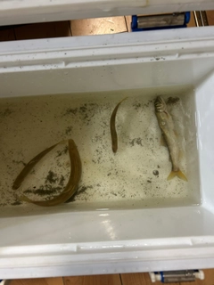 アユの釣果