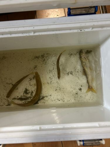 アユの釣果