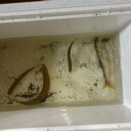 アユ