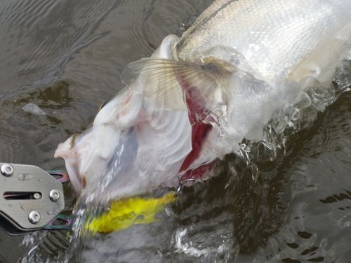 シーバスの釣果