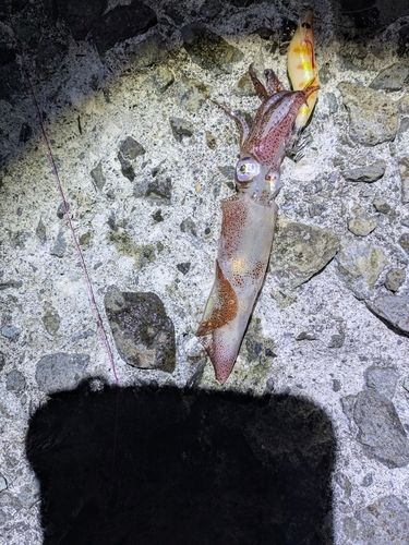 イカの釣果