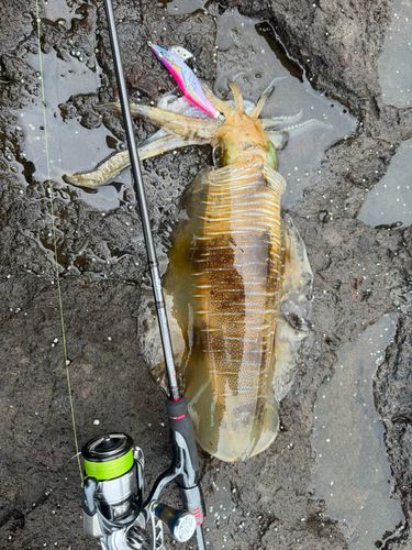 アオリイカの釣果